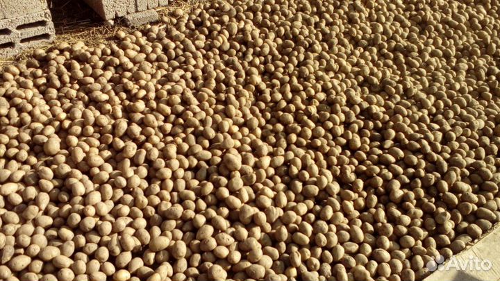 Картофель мелкий
