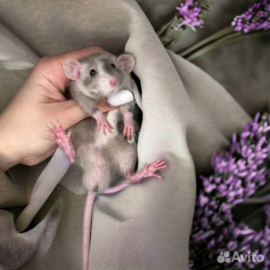 Крысята Дамбо малыши. Крыса Дамбо девочка. Крысята