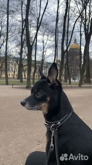 Русский той-терьер вязка