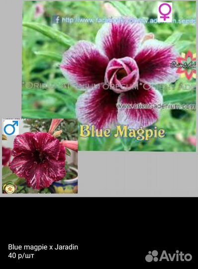 Семена адениума