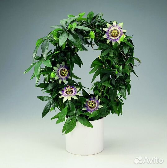 Пасифлора уличная