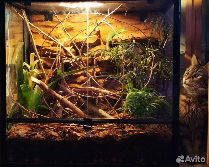 Террариум для рептилий и декор