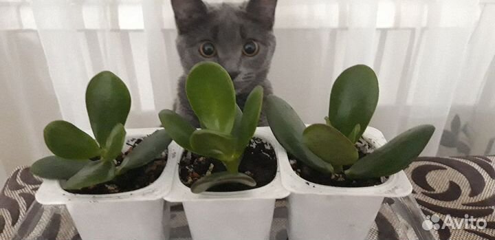 Толстянка (денежное дерево)