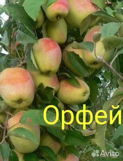 Саженцы