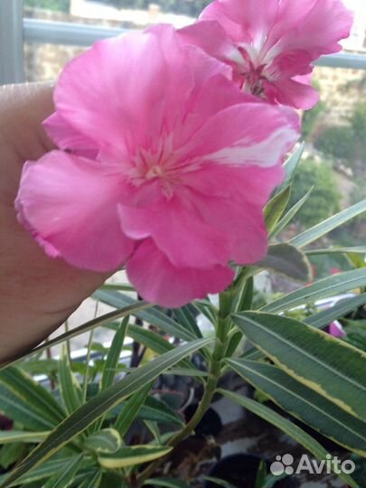 Олеандр пестролистный