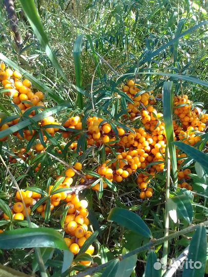 Облепиха ягоды