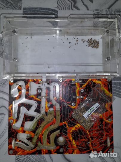 Муравьиная ферма с муравьями