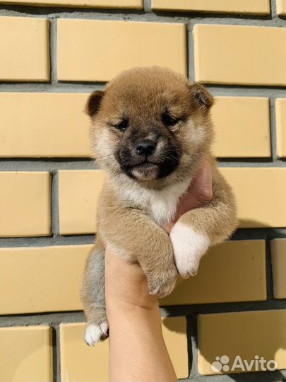 Щенки сиба ину