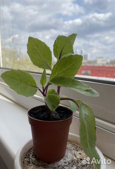 Джинура Gynura Прокумбес, шпинат долголетия