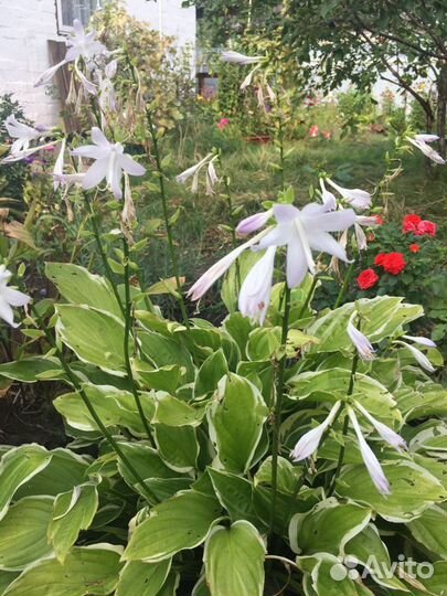 Монарда и хосты - многолетники