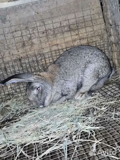 Кролики белый великан