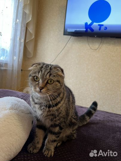 Шотландская вислоухая