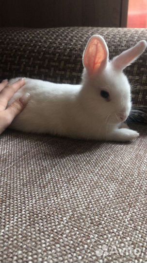 Декоративный кролик с клеткой