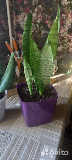 Сансевиерия