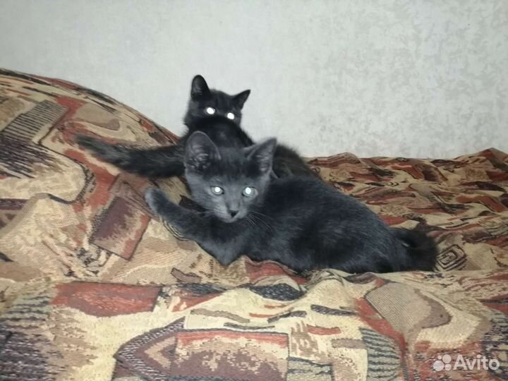 Котята отдам в добрые руки бесплатно