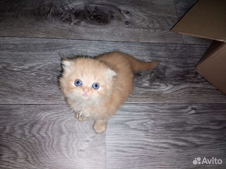 Британские вислоухие котята