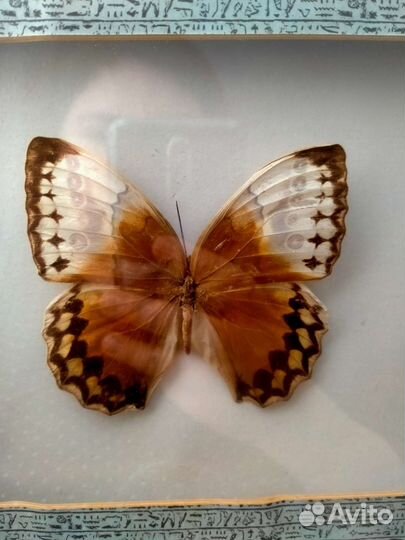 Бабочки в рамках