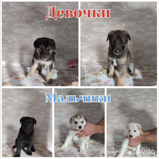 Собака в добрые руки