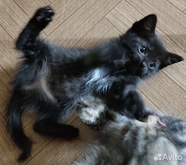 Котята, ищут дом и друзей в нём