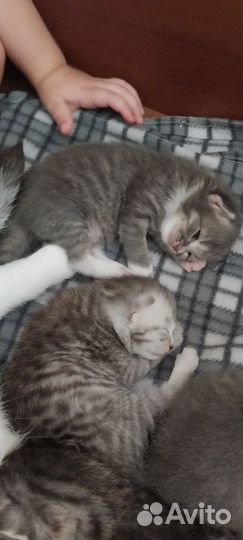Шотландские вислоухие котята
