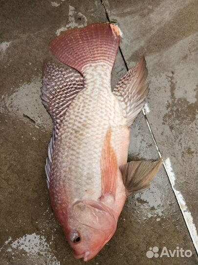 Рыба Телапия, теляпия маточное стадо