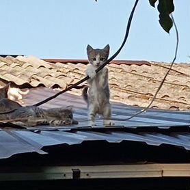 Котята в добрые руки бесплатно