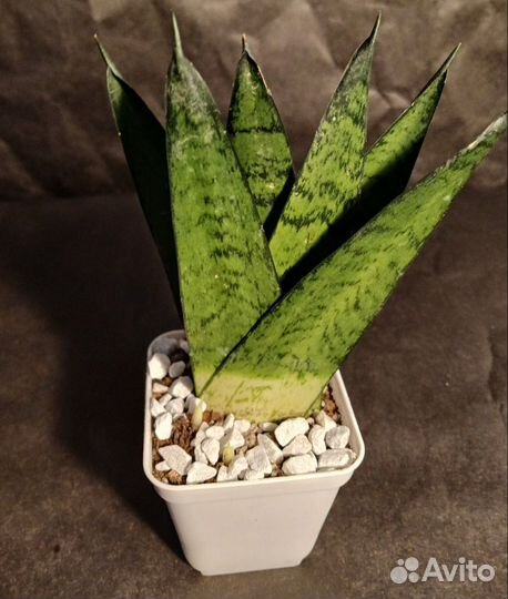 Сансевиерия Зейланика Фан