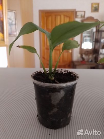 Спацефилум