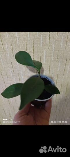 Фикус Моклейма