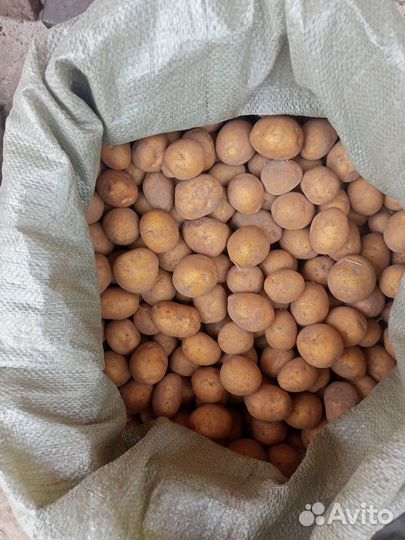 Картофель Галла семенной на посадку