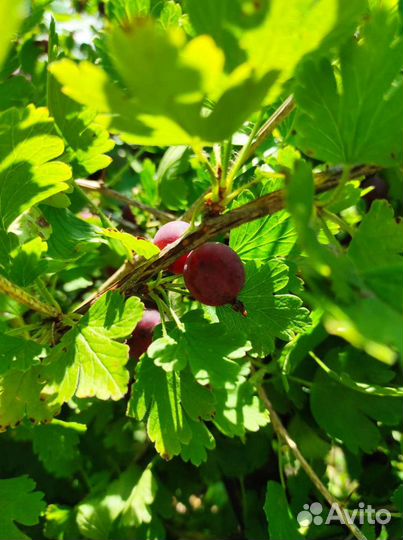 Черная смородина ягода