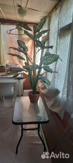 Дефинбахия, искусственная