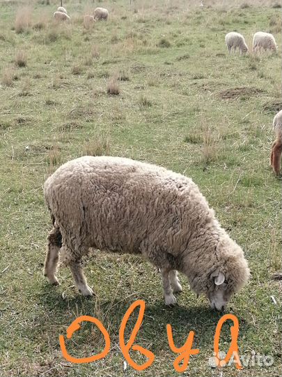 Овцы бараны