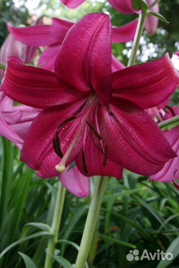 Лилии луковицы