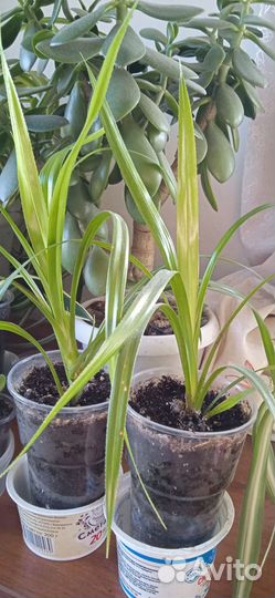 Фиалка цветущая. Панданус. Хлорофитум кудрявый