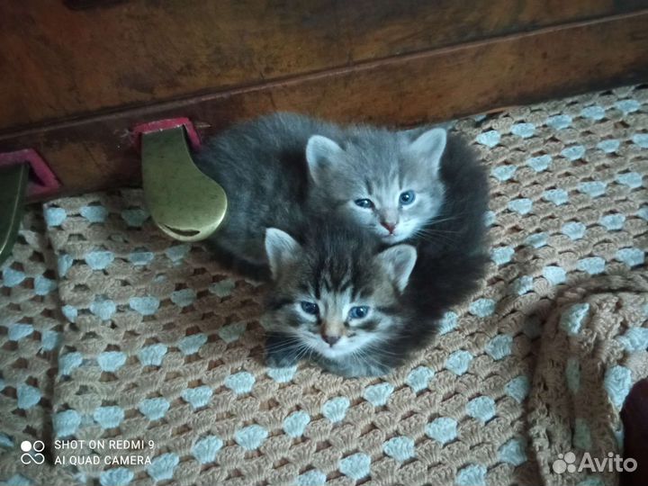 Котик и кошечка