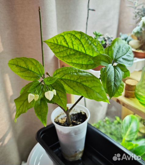 Клеродендрум госпожи томпсон