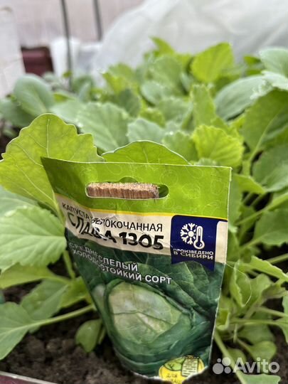 Рассада капусты