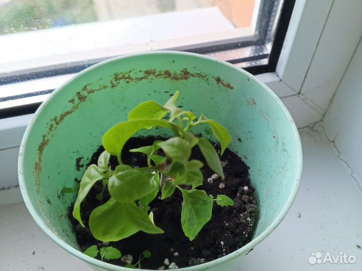 Бугенвиллия