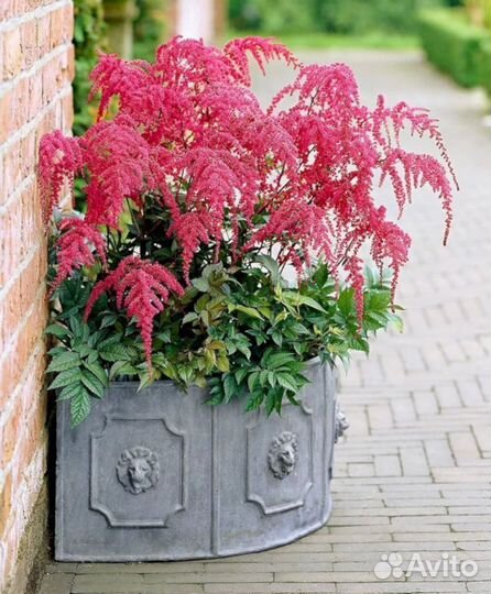 Астильба Ред Шарм