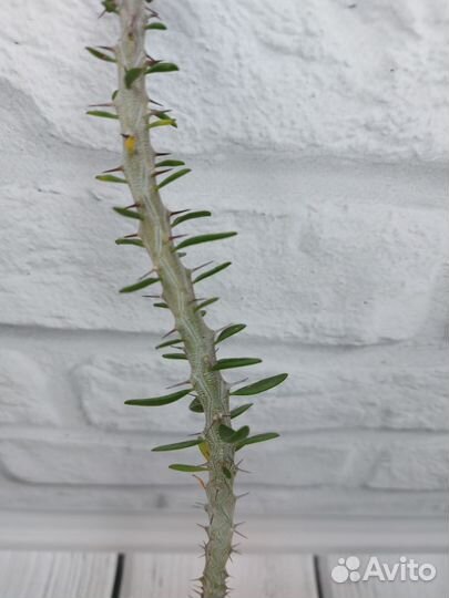 Эуфорбия lactea green yellow, молочай миля вар