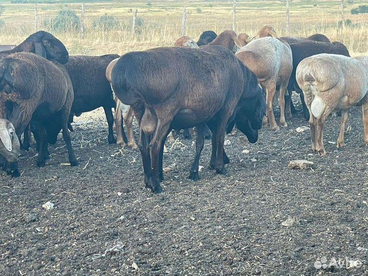 Гисарские племенные бараны