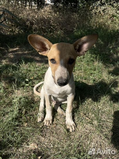 Щенок рыжик ищет дом