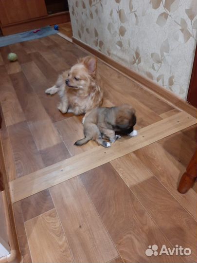 Маленькие собаки