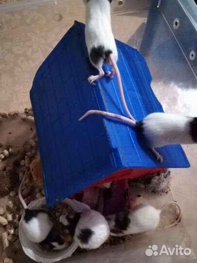 Бамбуковые мыши