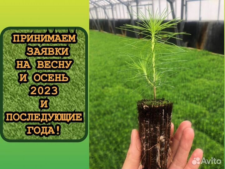 Сеянцы зкс ели и сосны