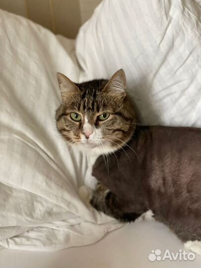 Стрижка Кошек