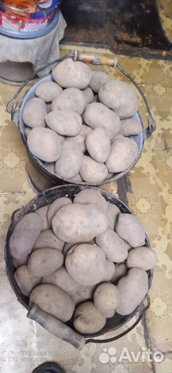 Картофель домашний урожай 2023