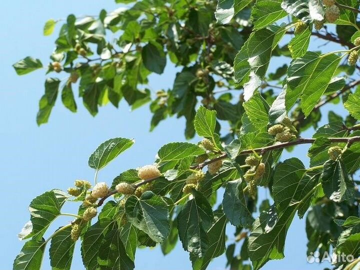 Шелковица белая, разные сорта, семена