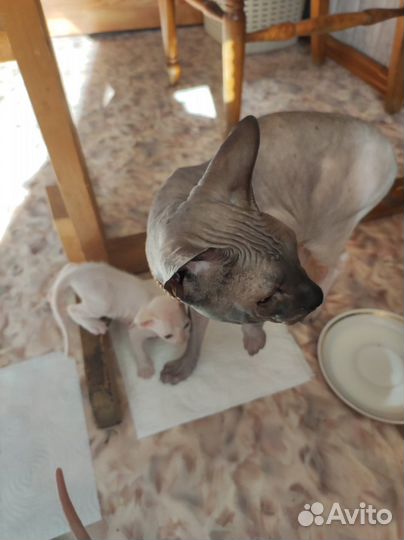 Донской сфинкс